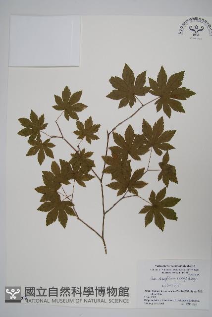 登錄號:S051209藏品圖，第1張