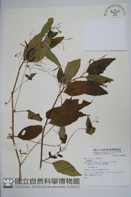 登錄號:S074209藏品圖，第1張