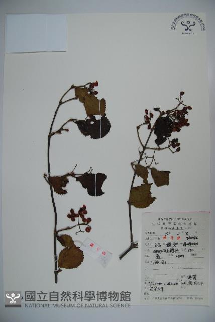 莢迷藏品圖，第1張