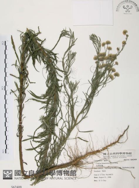 美洲假蓬藏品圖，第1張