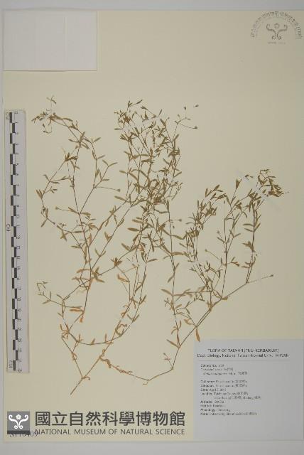 雀舌草藏品圖，第1張