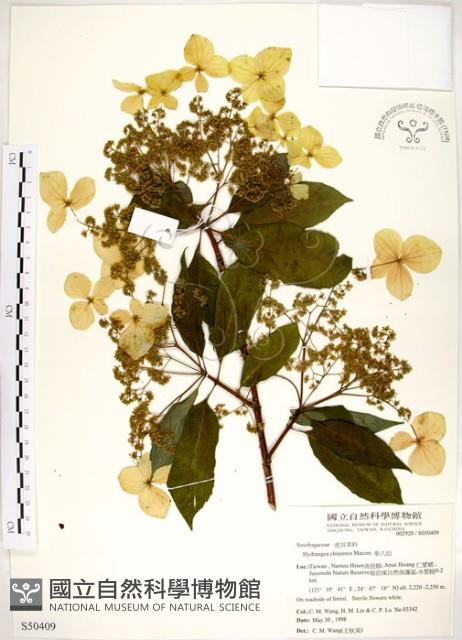 華八仙藏品圖，第1張