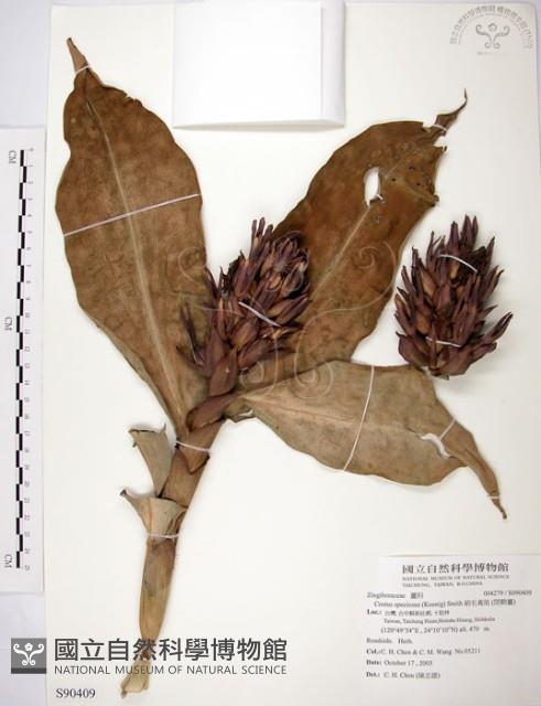 絹毛鳶尾、閉鞘薑藏品圖，第1張