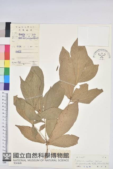 登錄號:S030409藏品圖，第1張