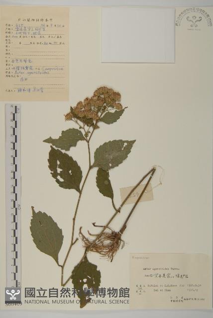 山白蘭藏品圖，第1張