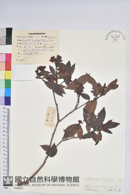 大浦杜鵑花藏品圖，第1張