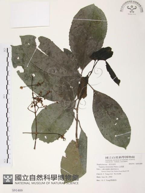 山香圓藏品圖，第1張