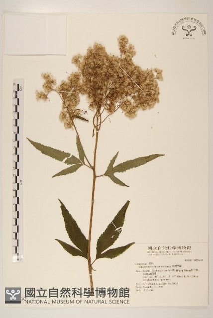臺灣澤蘭藏品圖，第1張