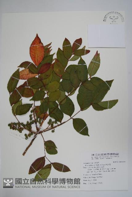 野漆樹藏品圖，第1張
