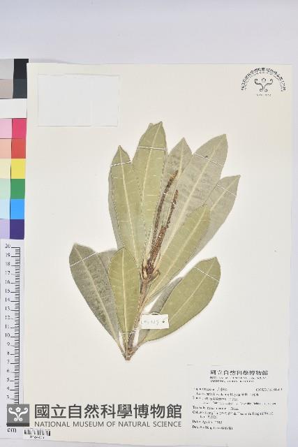 蘭嶼土沉香藏品圖，第1張