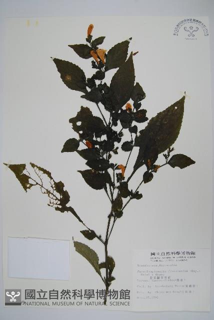 曲莖馬藍藏品圖，第1張