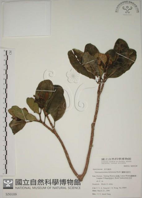 Lan-yu Tabernaemontana Collection Image, Figure 1, Total 4 Figures