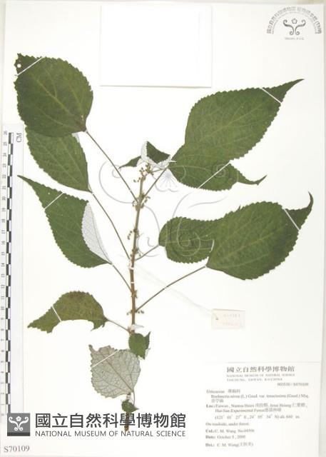 青苧麻藏品圖，第1張