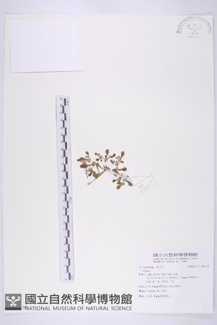 登錄號:S101109藏品圖，第1張