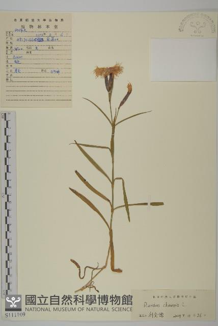 石竹、洛陽花、剪絨花藏品圖，第1張