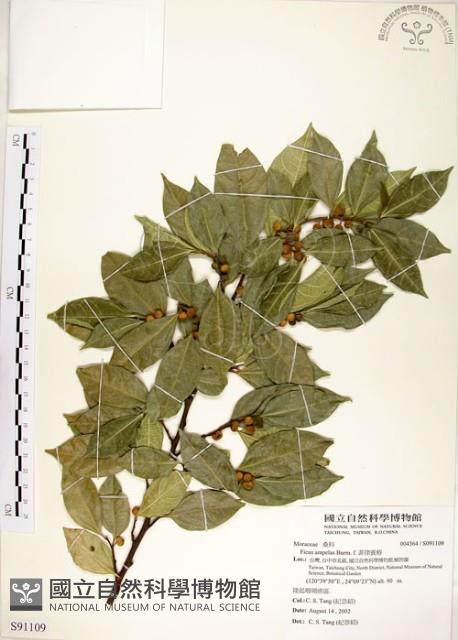 菲律賓榕藏品圖，第1張