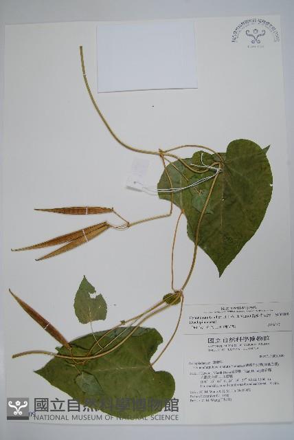 薄葉牛皮消藏品圖，第1張