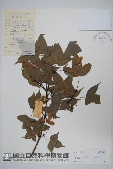 嶺南槭藏品圖，第1張