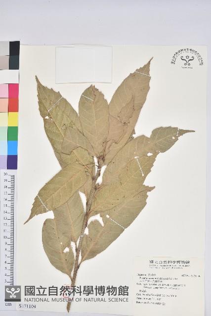 大葉石櫟、大葉校栗藏品圖，第1張