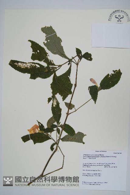 臺灣馬藍藏品圖，第1張