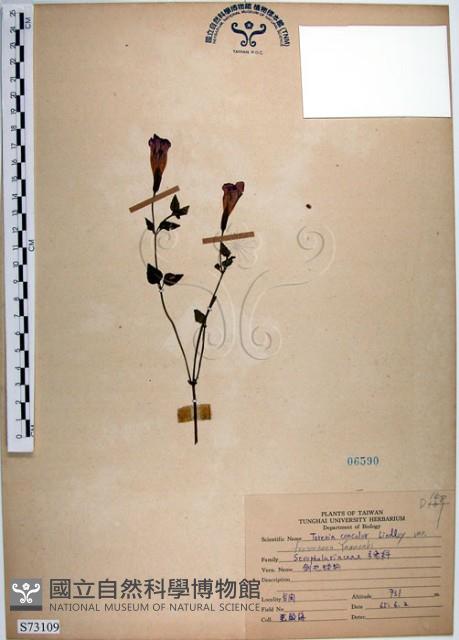 倒地蜈蚣、四角銅鑼藏品圖，第1張