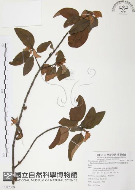 杜鵑桑寄生藏品圖，第1張