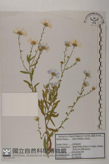 狗娃花藏品圖，第1張