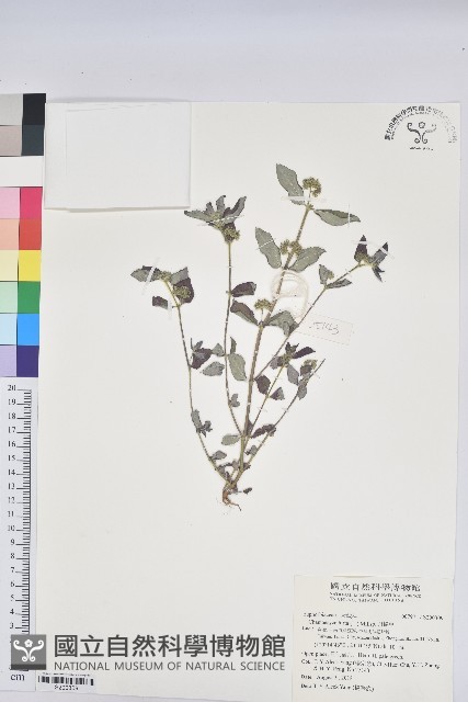 飛揚草藏品圖，第1張