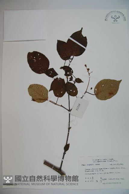 蝴蝶莢迷藏品圖，第1張