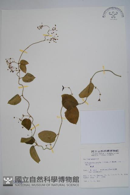 鷗蔓藏品圖，第1張