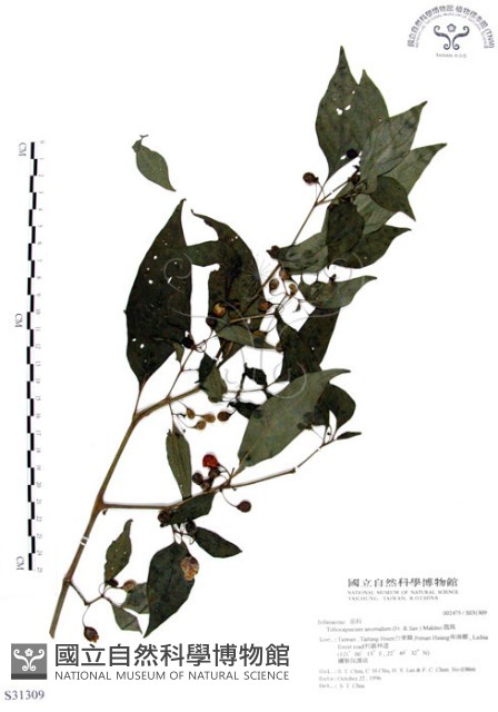 龍珠藏品圖，第1張