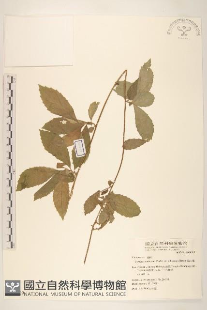 過山龍藏品圖，第1張