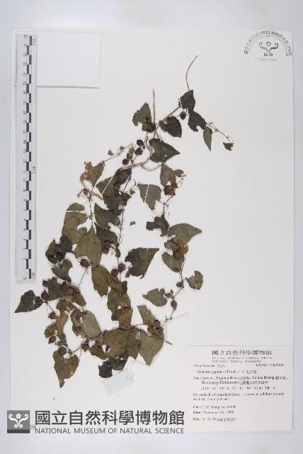 馬交兒藏品圖，第1張