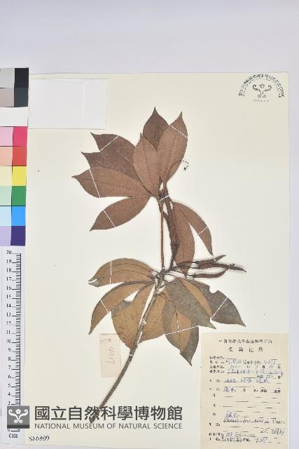 彎蒴杜鵑藏品圖，第1張