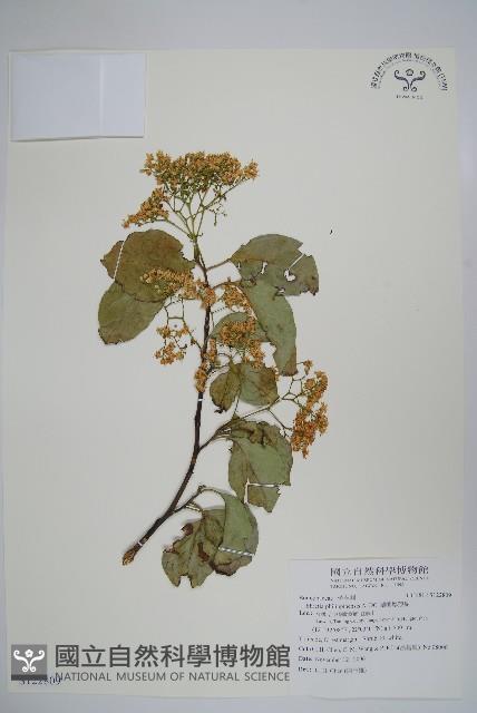 蘭嶼厚殼樹藏品圖，第1張