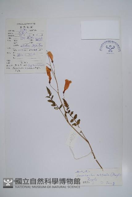 毛子草藏品圖，第1張