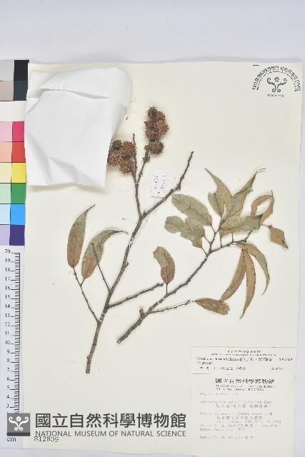 細刺苦櫧、草野錐果藏品圖，第1張