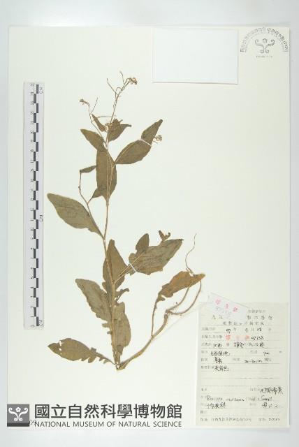 無瓣蔊菜藏品圖，第1張