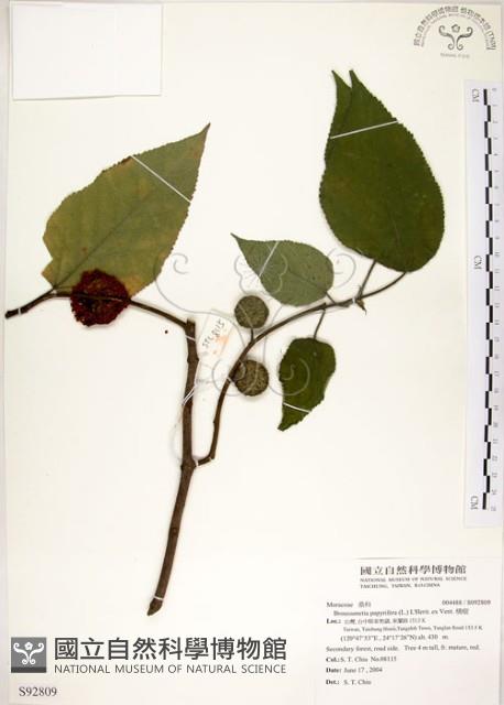 構樹藏品圖，第1張