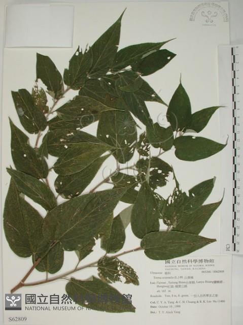 山黃麻藏品圖，第1張