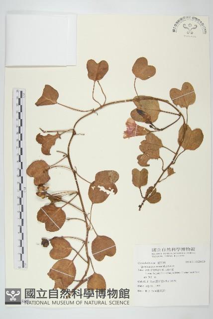 登錄號:S120809藏品圖，第1張