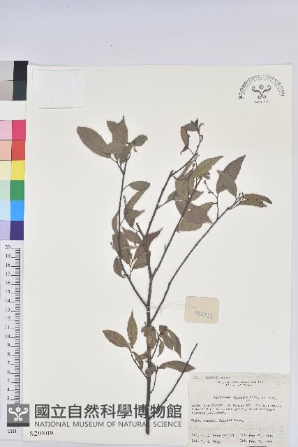 日本五月茶、南投五月茶藏品圖，第1張