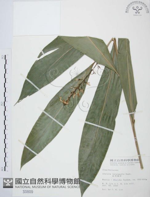 山月桃藏品圖，第1張