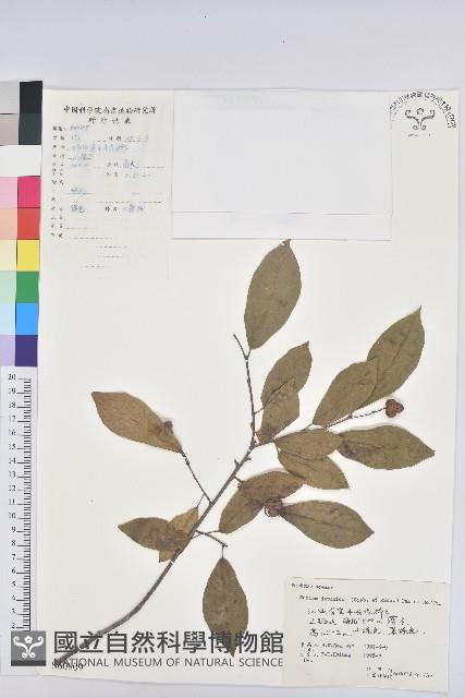 白木烏臼藏品圖，第1張