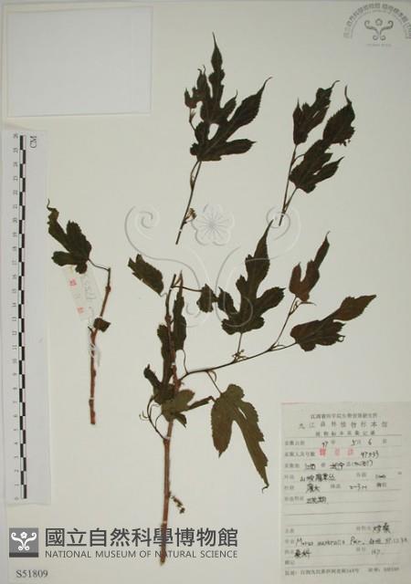 小桑樹藏品圖，第1張