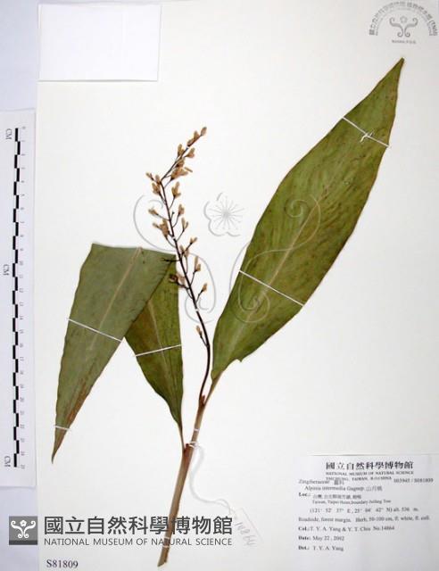 山月桃藏品圖，第1張