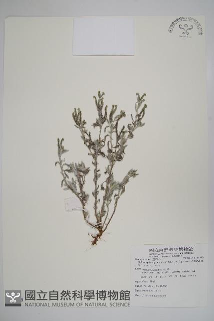 伏毛天芹菜藏品圖，第1張