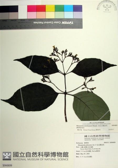 台北玉葉金花藏品圖，第1張