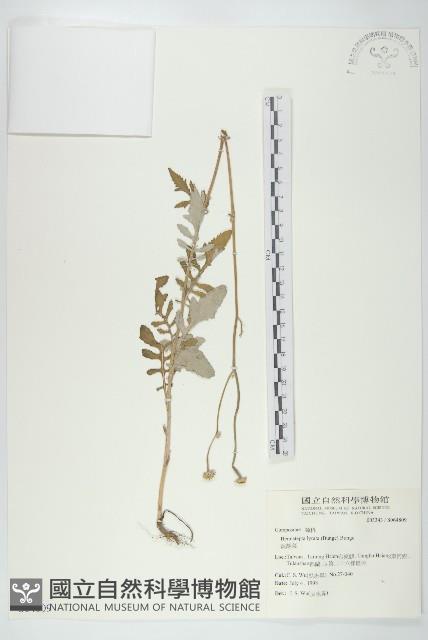 泥胡菜藏品圖，第1張