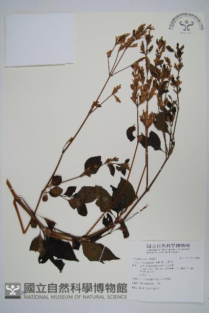 六角英, 槍刀菜藏品圖，第1張